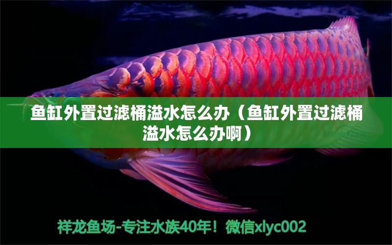 魚(yú)缸外置過(guò)濾桶溢水怎么辦（魚(yú)缸外置過(guò)濾桶溢水怎么辦?。?鐵甲武士