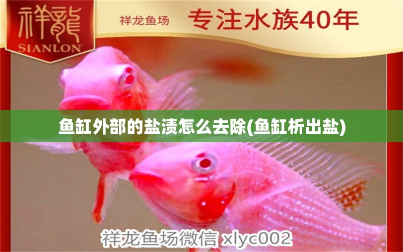 魚缸外部的鹽漬怎么去除(魚缸析出鹽) 觀賞魚市場 第1張