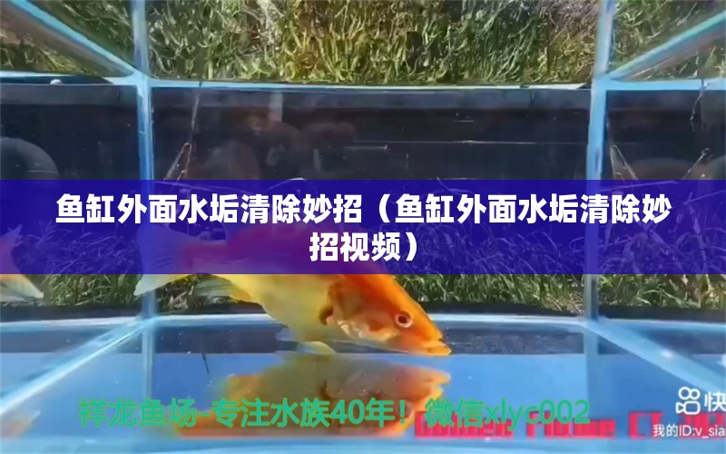 魚缸外面水垢清除妙招（魚缸外面水垢清除妙招視頻）