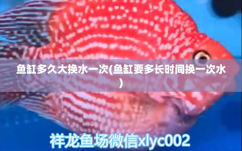 魚缸多久大換水一次(魚缸要多長時間換一次水) 玫瑰銀版魚