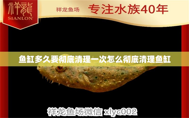 魚缸多久要徹底清理一次怎么徹底清理魚缸 黑水素