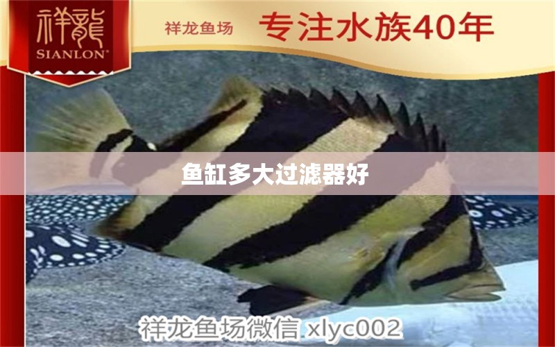 魚缸多大過濾器好  肺魚