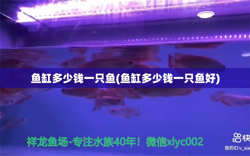 魚缸多少錢一只魚(魚缸多少錢一只魚好) 水草