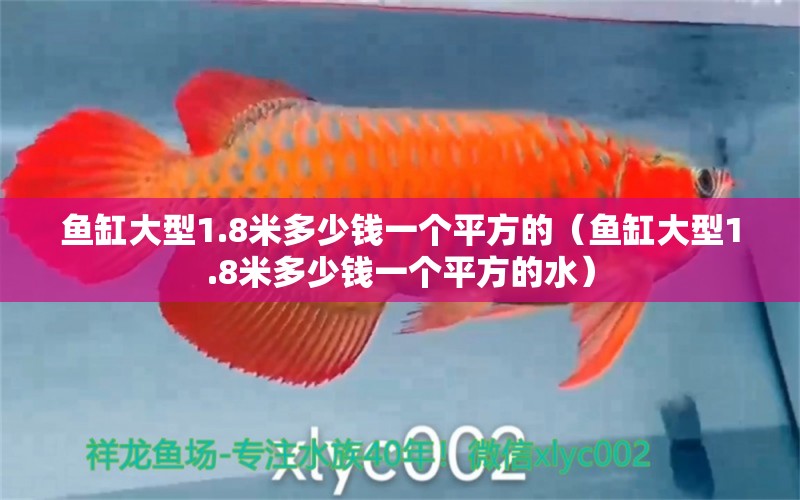 魚缸大型1.8米多少錢一個平方的（魚缸大型1.8米多少錢一個平方的水） 祥龍水族醫(yī)院