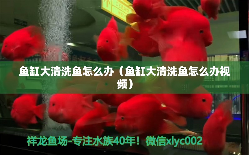 魚缸大清洗魚怎么辦（魚缸大清洗魚怎么辦視頻） 其他品牌魚缸