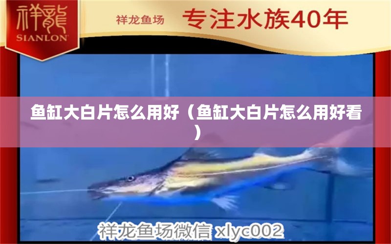 魚缸大白片怎么用好（魚缸大白片怎么用好看） 量子養(yǎng)魚技術(shù)