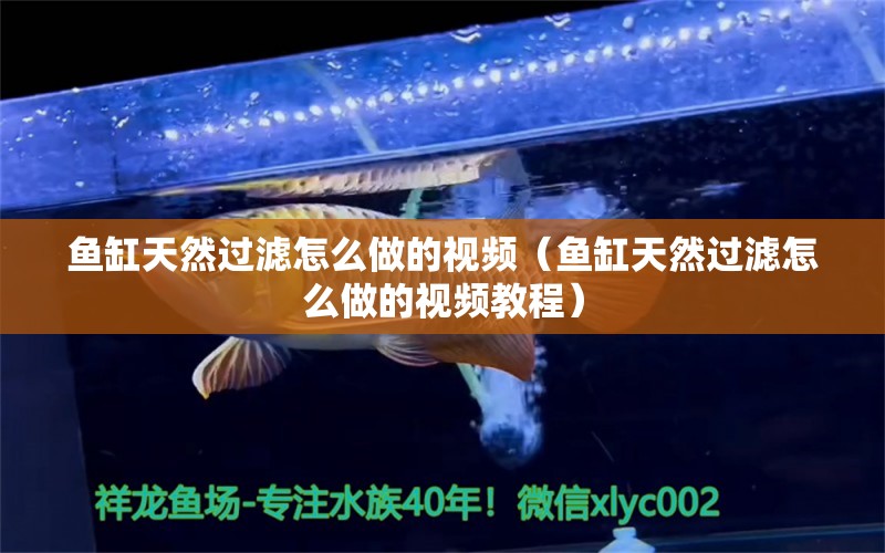 魚(yú)缸天然過(guò)濾怎么做的視頻（魚(yú)缸天然過(guò)濾怎么做的視頻教程） 觀賞魚(yú)市場(chǎng)（混養(yǎng)魚(yú)）