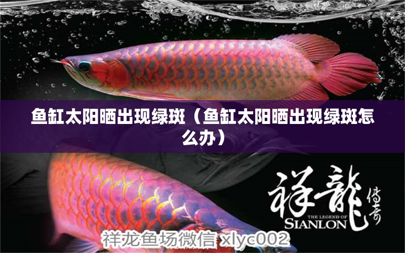 魚缸太陽曬出現(xiàn)綠斑（魚缸太陽曬出現(xiàn)綠斑怎么辦） 祥龍水族醫(yī)院