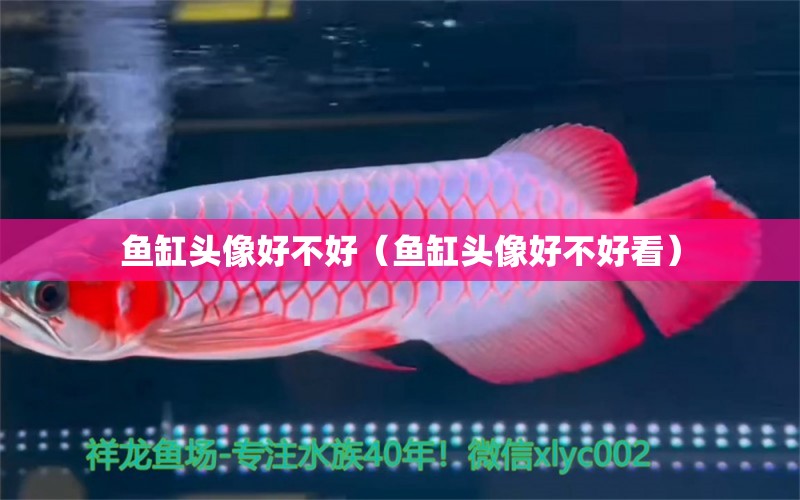 魚缸頭像好不好（魚缸頭像好不好看） 過背金龍魚