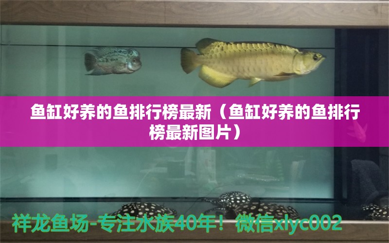 魚缸好養(yǎng)的魚排行榜最新（魚缸好養(yǎng)的魚排行榜最新圖片）