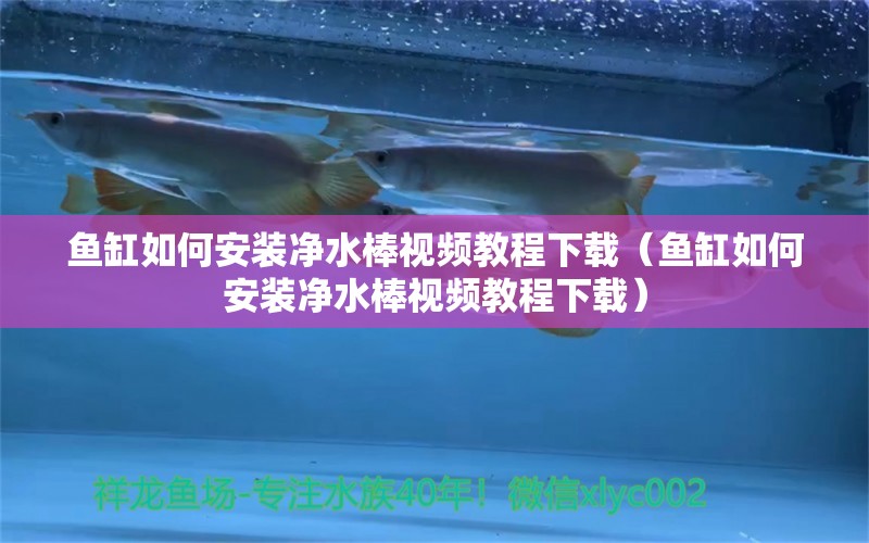 魚缸如何安裝凈水棒視頻教程下載（魚缸如何安裝凈水棒視頻教程下載） 觀賞魚市場（混養(yǎng)魚）