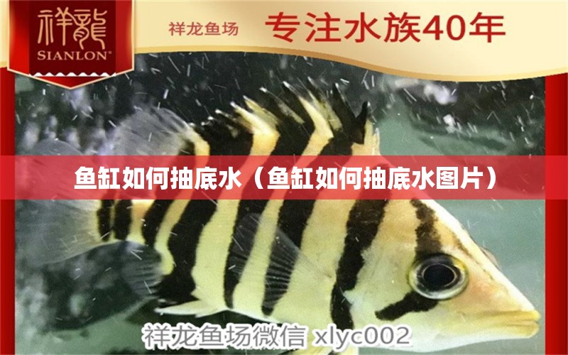 魚缸如何抽底水（魚缸如何抽底水圖片）