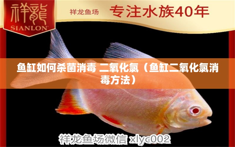 魚缸如何殺菌消毒 二氧化氯（魚缸二氧化氯消毒方法） 紅龍福龍魚