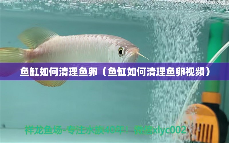 魚缸如何清理魚卵（魚缸如何清理魚卵視頻） 觀賞魚市場(chǎng)（混養(yǎng)魚）