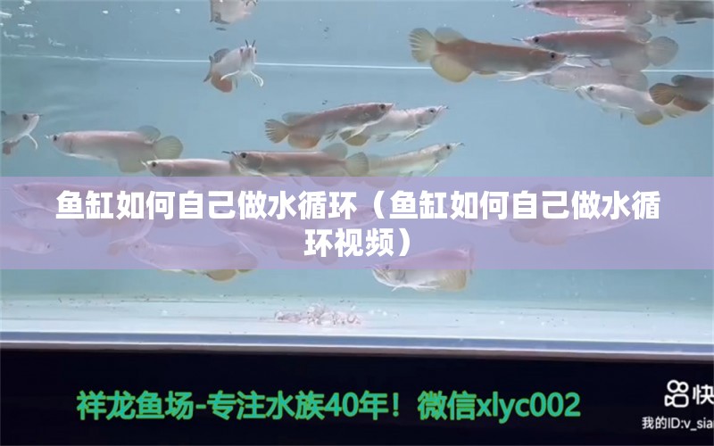 魚(yú)缸如何自己做水循環(huán)（魚(yú)缸如何自己做水循環(huán)視頻）