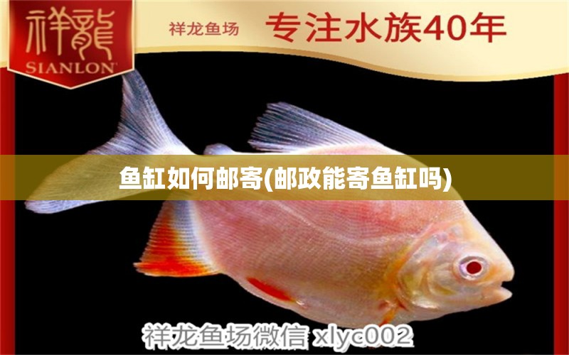 魚缸如何郵寄(郵政能寄魚缸嗎) 黃金夢幻雷龍魚