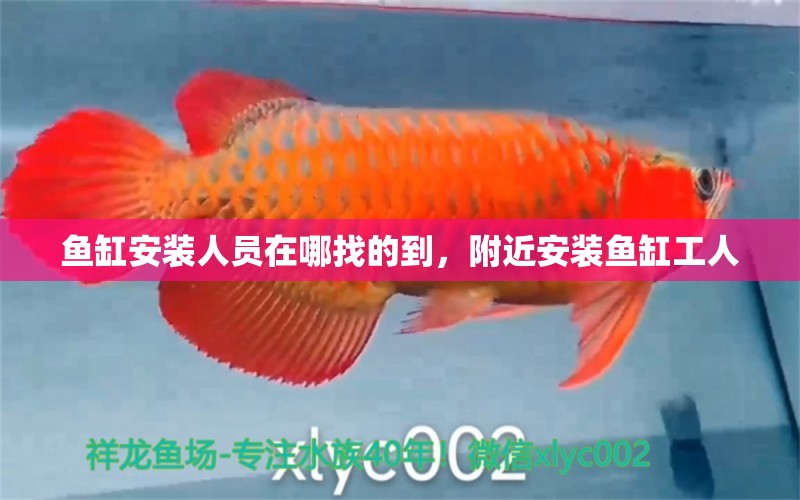 魚缸安裝人員在哪找的到，附近安裝魚缸工人 非洲象鼻魚