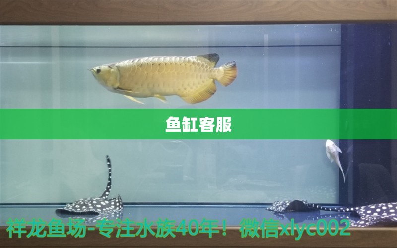 魚缸客服