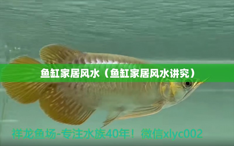 魚缸家居風水（魚缸家居風水講究）