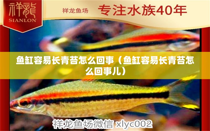 魚(yú)缸容易長(zhǎng)青苔怎么回事（魚(yú)缸容易長(zhǎng)青苔怎么回事兒） 龍魚(yú)芯片掃碼器