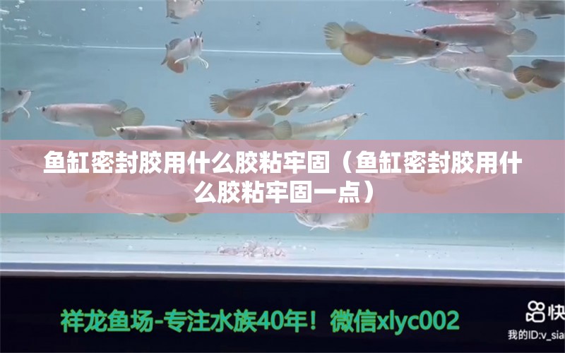 魚缸密封膠用什么膠粘牢固（魚缸密封膠用什么膠粘牢固一點(diǎn)）