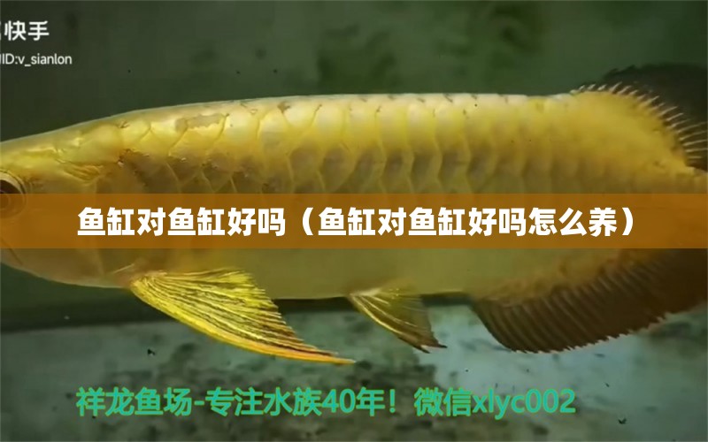 魚缸對(duì)魚缸好嗎（魚缸對(duì)魚缸好嗎怎么養(yǎng)） 新加坡三巴旺