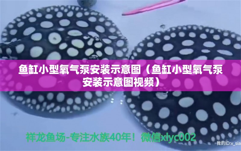 魚(yú)缸小型氧氣泵安裝示意圖（魚(yú)缸小型氧氣泵安裝示意圖視頻） 祥龍水族醫(yī)院