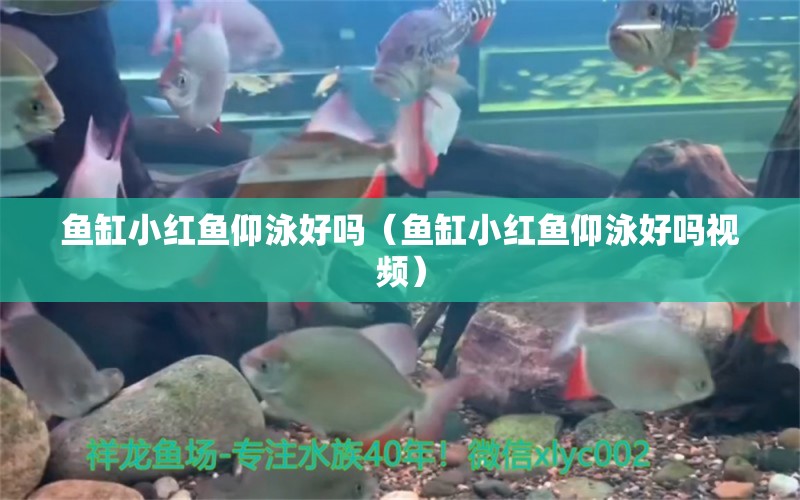 魚(yú)缸小紅魚(yú)仰泳好嗎（魚(yú)缸小紅魚(yú)仰泳好嗎視頻）