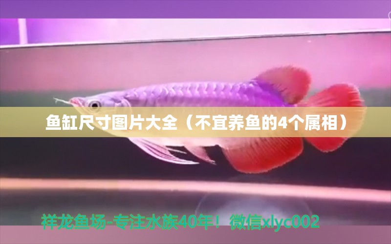 魚缸尺寸圖片大全（不宜養(yǎng)魚的4個屬相） 大白鯊魚苗