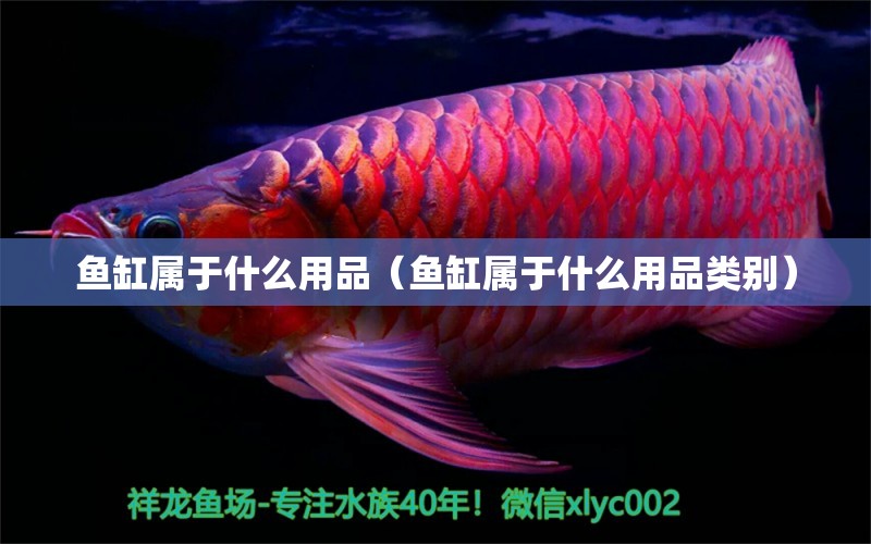 魚缸屬于什么用品（魚缸屬于什么用品類別） 白寫錦鯉魚