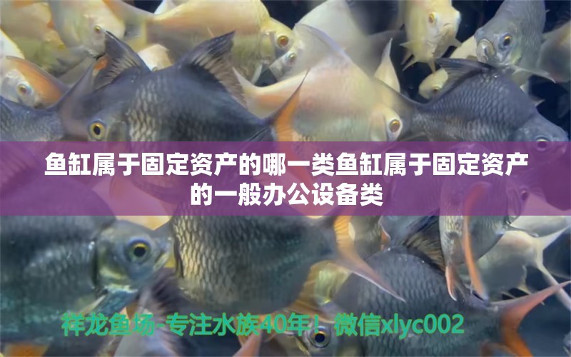 魚缸屬于固定資產(chǎn)的哪一類魚缸屬于固定資產(chǎn)的一般辦公設備類 藍底過背金龍魚