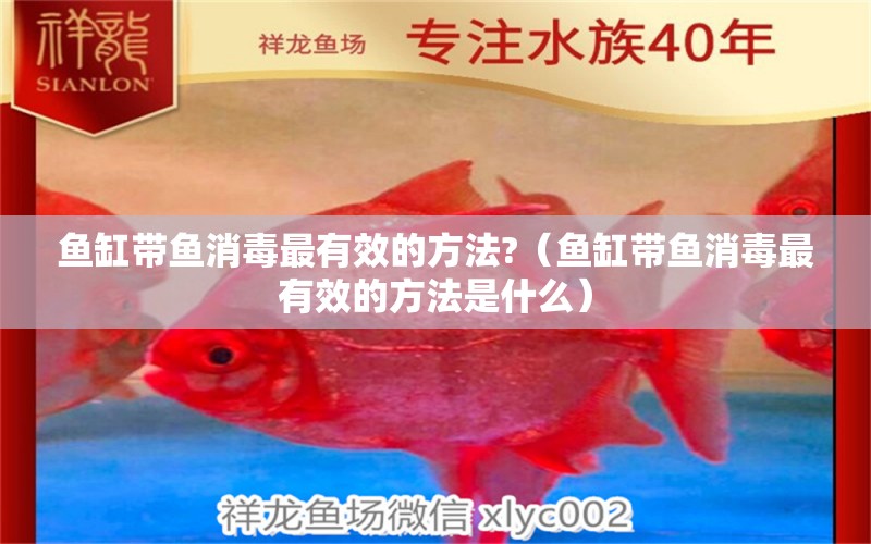 魚缸帶魚消毒最有效的方法?（魚缸帶魚消毒最有效的方法是什么）