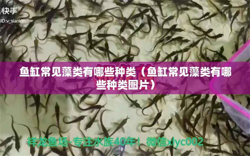 魚缸常見藻類有哪些種類（魚缸常見藻類有哪些種類圖片） 龍魚疾病與治療