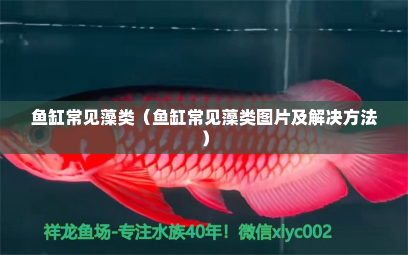 魚缸常見藻類（魚缸常見藻類圖片及解決方法） 白子球鯊魚