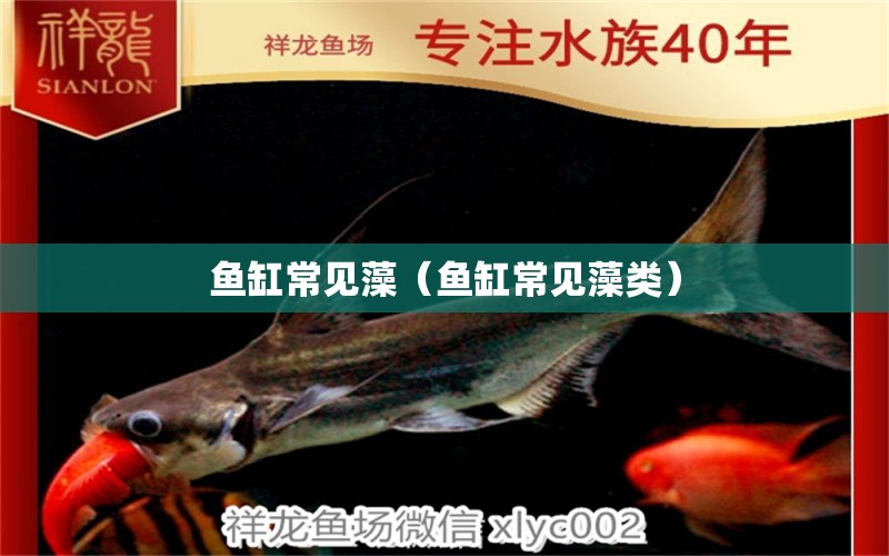 魚缸常見藻（魚缸常見藻類）