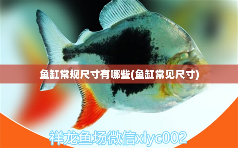 魚缸常規(guī)尺寸有哪些(魚缸常見(jiàn)尺寸) 生態(tài)瓶/創(chuàng)意缸/桌面微景缸