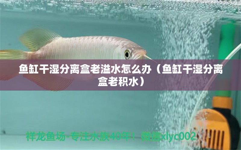 魚缸干濕分離盒老溢水怎么辦（魚缸干濕分離盒老積水）