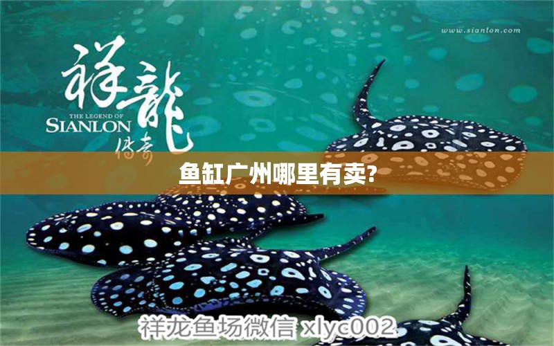 魚缸廣州哪里有賣? 其他品牌魚缸