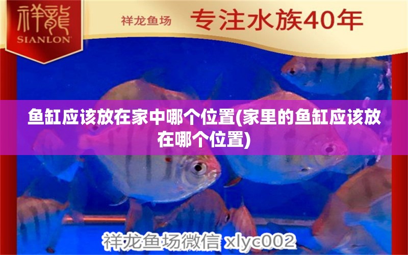 魚缸應該放在家中哪個位置(家里的魚缸應該放在哪個位置) 水族品牌