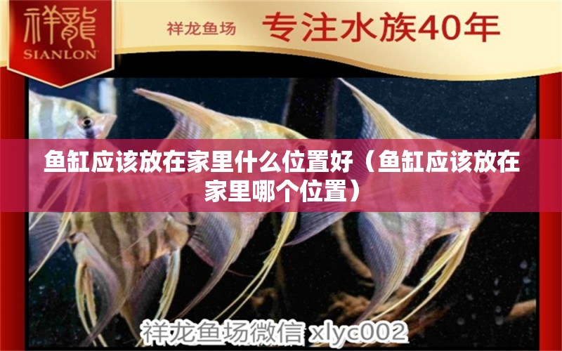 魚缸應(yīng)該放在家里什么位置好（魚缸應(yīng)該放在家里哪個位置） 馬來西亞燕窩