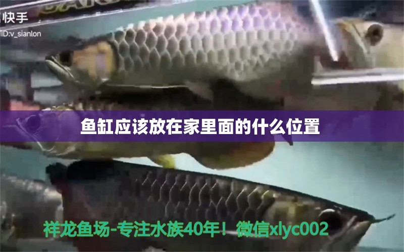 魚缸應(yīng)該放在家里面的什么位置 