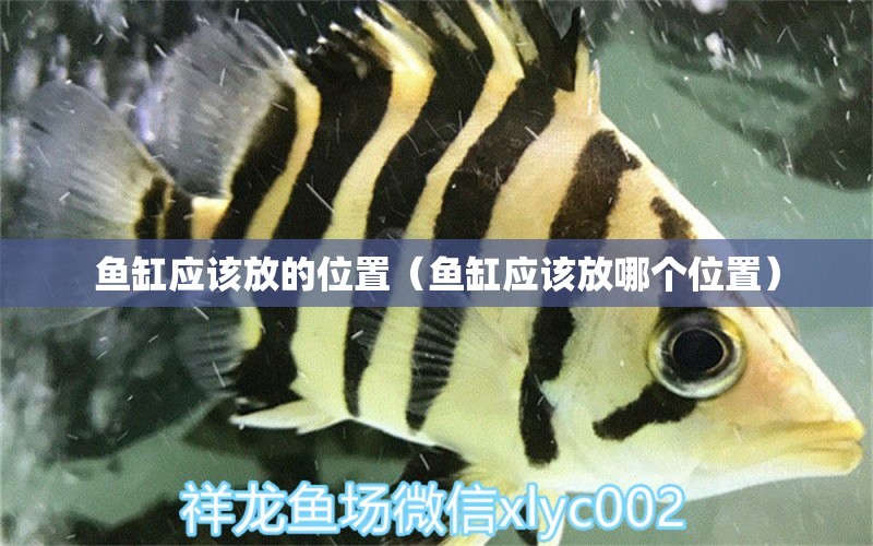 魚缸應(yīng)該放的位置（魚缸應(yīng)該放哪個(gè)位置） 其他品牌魚缸