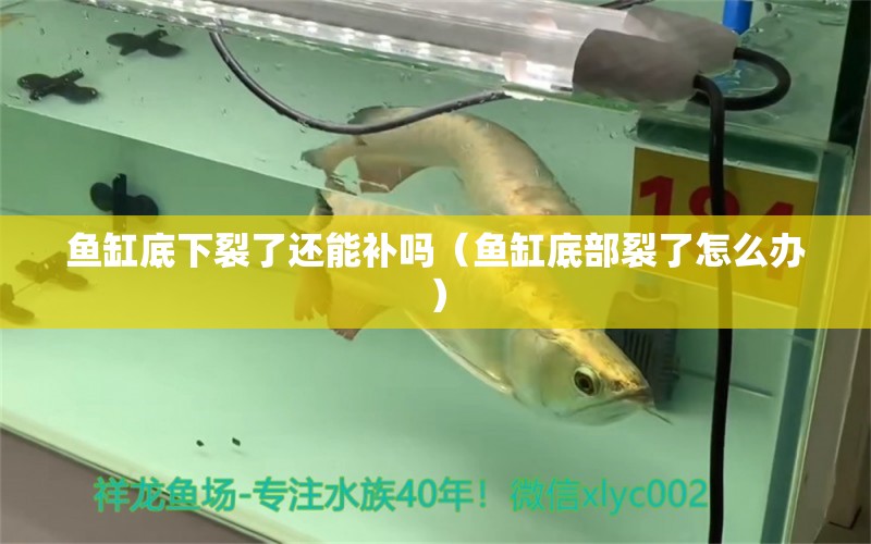 魚缸底下裂了還能補嗎（魚缸底部裂了怎么辦）