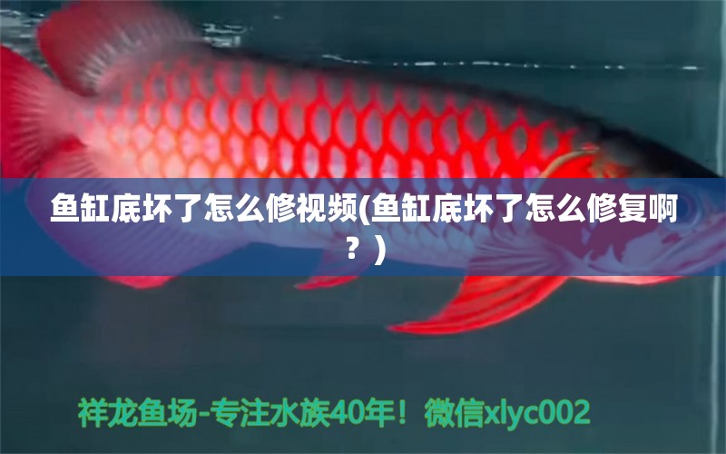 魚缸底壞了怎么修視頻(魚缸底壞了怎么修復(fù)啊？) 魚缸風(fēng)水