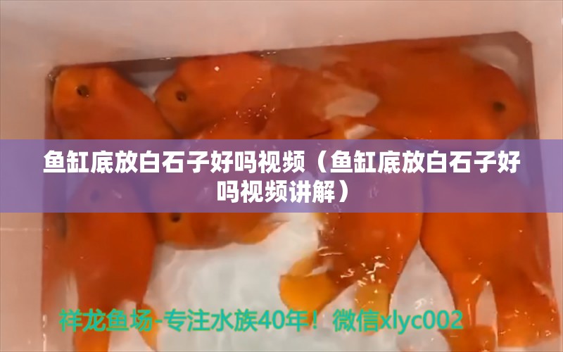 魚缸底放白石子好嗎視頻（魚缸底放白石子好嗎視頻講解）