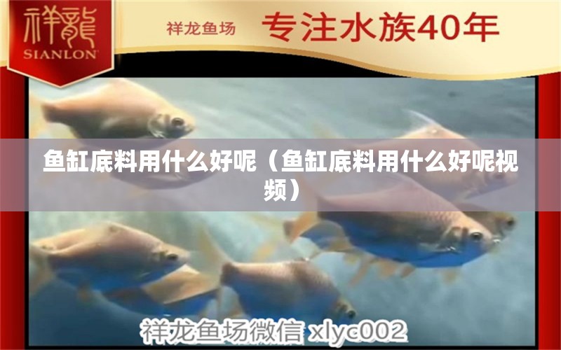 魚缸底料用什么好呢（魚缸底料用什么好呢視頻） 眼斑魚