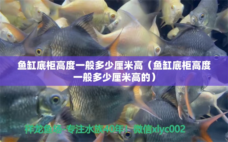 魚缸底柜高度一般多少厘米高（魚缸底柜高度一般多少厘米高的） 進口元寶鳳凰魚