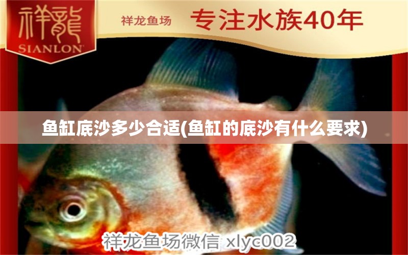 魚(yú)缸底沙多少合適(魚(yú)缸的底沙有什么要求) 藍(lán)底過(guò)背金龍魚(yú)