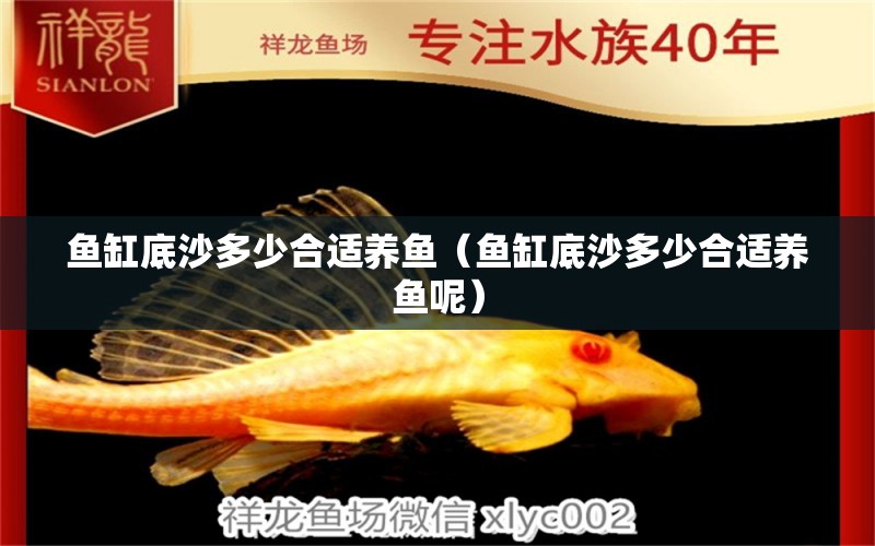 魚缸底沙多少合適養(yǎng)魚（魚缸底沙多少合適養(yǎng)魚呢） 祥龍水族醫(yī)院