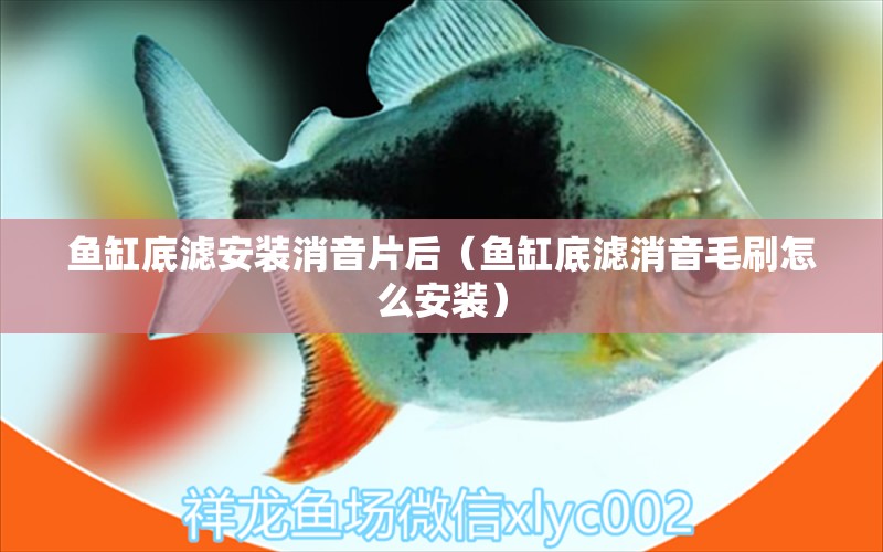 魚缸底濾安裝消音片后（魚缸底濾消音毛刷怎么安裝）